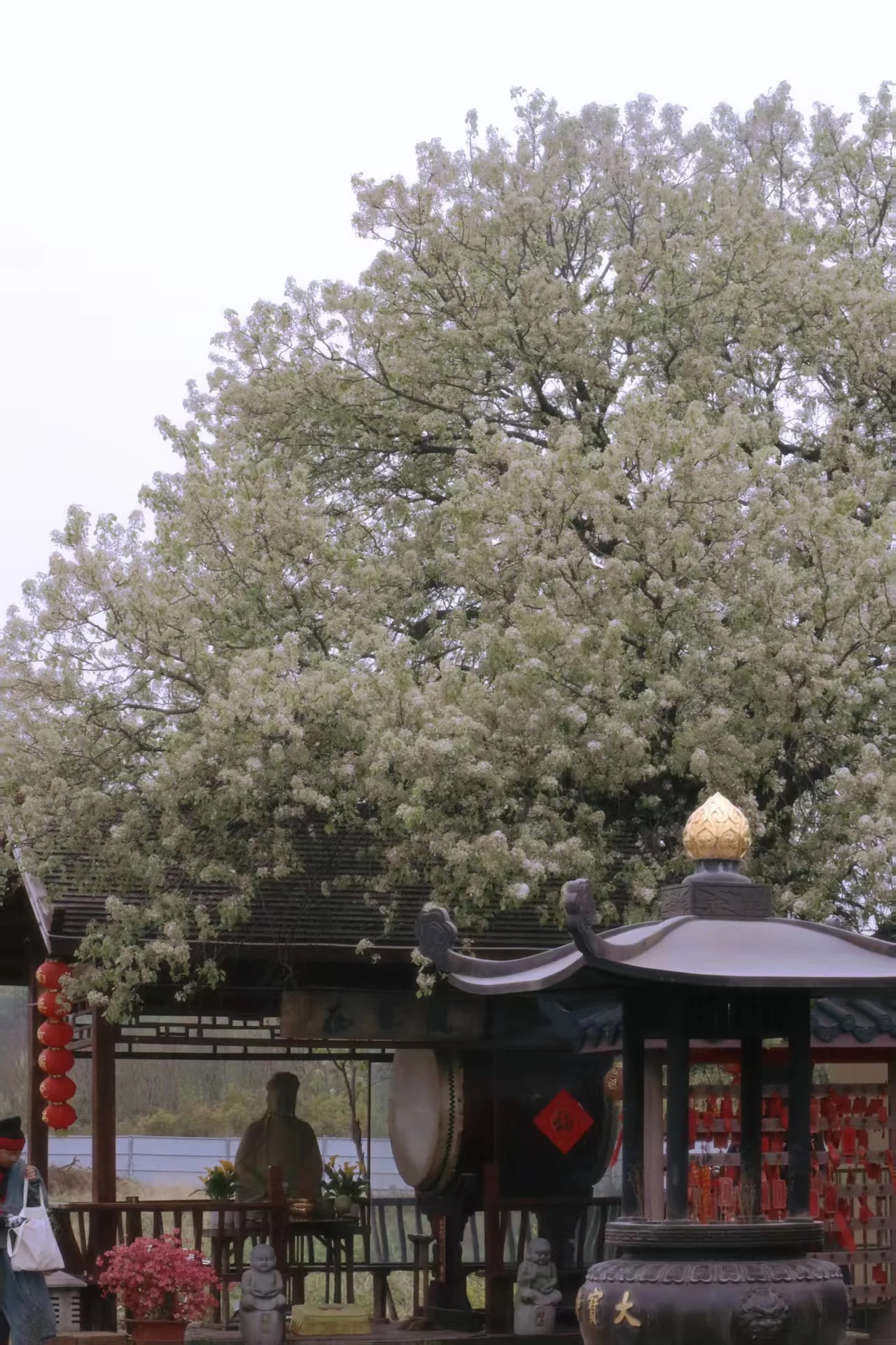 花树与庭院